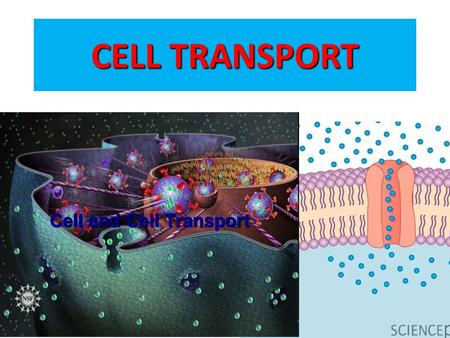 CELL TRANSPORT Tomato plant must take in nutrients from the soil. Potassium Nitrogen Phosphorus Every living cell exists in a liquid environment. One.