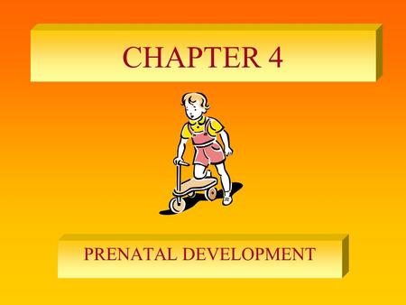 CHAPTER 4 PRENATAL DEVELOPMENT.