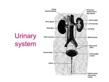 Urinary system.