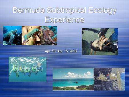 Bermuda Subtropical Ecology Experience Apr. 10- Apr. 15, 2016.