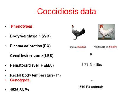 Coccidiosis data Phenotypes: Body weight gain (WG) Plasma coloration (PC) Cecal lesion score (LES) Hematocrit level (HEMA ) Rectal body temperature (T°)