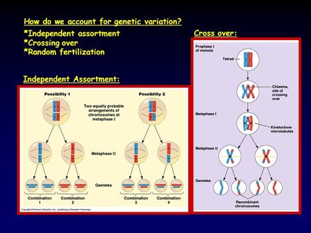 How do we account for genetic variation? *Independent assortment *Crossing over *Random fertilization Independent Assortment: Cross over: