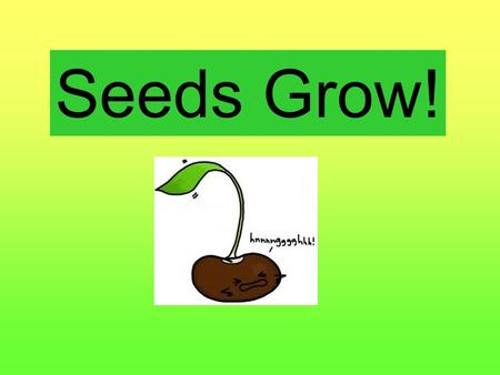 Seeds Grow! There are many kinds of seeds! cucumber (vegetable) acorn flower Watermelon (fruit) Other nuts pine cone.