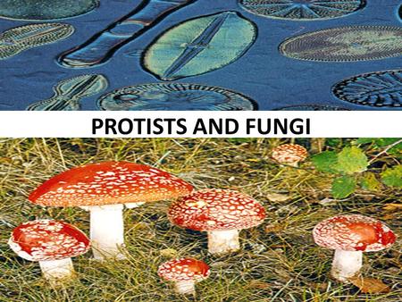 PROTISTS AND FUNGI.