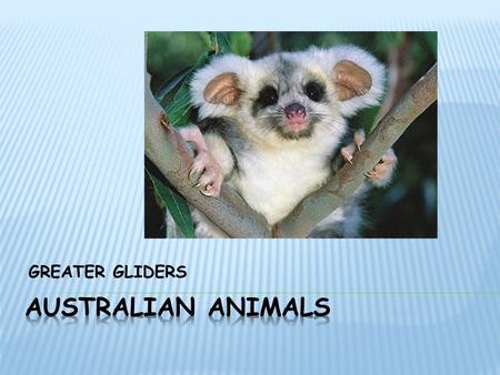 GREATER GLIDERS. The greater gliders head and body length is 400mm and its tail length is 500mm it weighs up to 1.5kg. They are covered in shaggy fur.