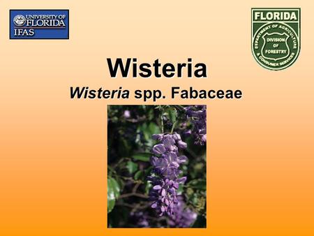 Wisteria Wisteria spp. Fabaceae. Biology Introduced to U.S. in 1800’s from China and JapanIntroduced to U.S. in 1800’s from China and Japan Climbing,