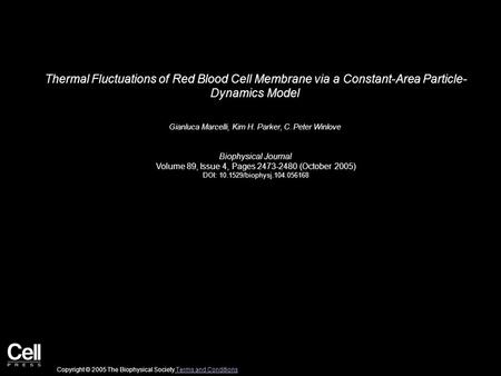 Thermal Fluctuations of Red Blood Cell Membrane via a Constant-Area Particle- Dynamics Model Gianluca Marcelli, Kim H. Parker, C. Peter Winlove Biophysical.