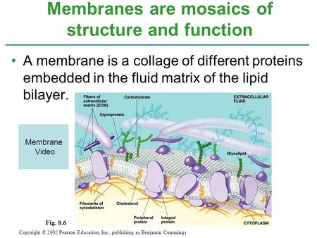 A membrane is a collage of different proteins embedded in the fluid matrix of the lipid bilayer. Membranes are mosaics of structure and function Copyright.