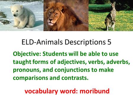 ELD-Animals Descriptions 5