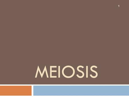 Meiosis.