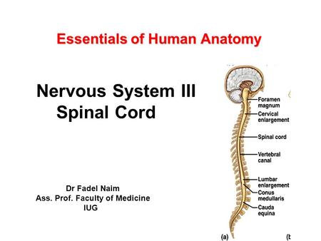 Essentials of Human Anatomy