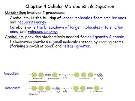 Chapter 4 Cellular Metabolism & Digestion Metabolism involves 2 processes: Anabolism- is the buildup of larger molecules from smaller ones and requires.