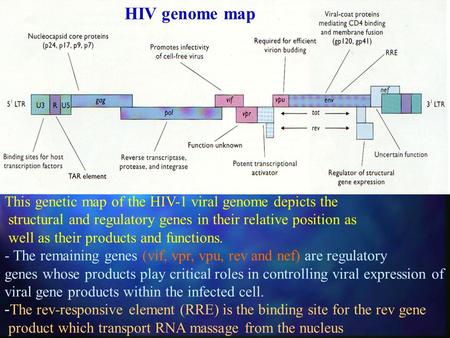 HIV genome map This genetic map of the HIV-1 viral genome depicts the