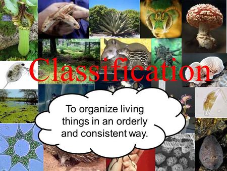 Classification To organize living things in an orderly and consistent way.