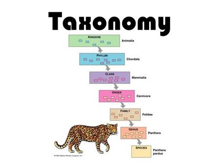 Taxonomy. taxonomy… the classification of an organism (anything that is alive) based on structure, behavior, development, genetic makeup (DNA), nutritional.