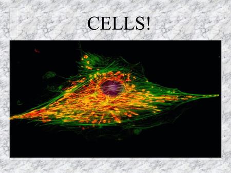 CELLS!. Cytology= the study of cells Viewed a slice of cork and thought the tiny boxes looked like the rooms that monks lived in… so he named them “cells”.