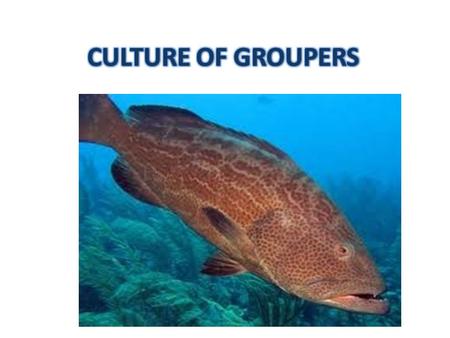 CULTURE OF GROUPERS.