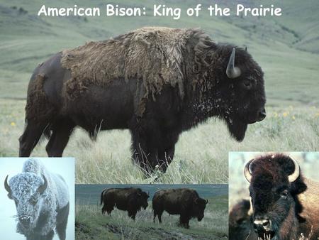 American Bison: King of the Prairie