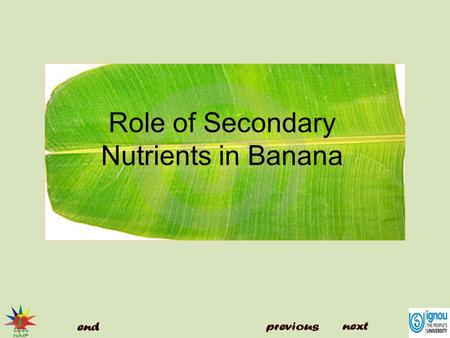 Role of Secondary Nutrients in Banana. Secondary Nutrients  Calcium  Magnesium  Sulphur Role of Secondary Nutrients in Banana.