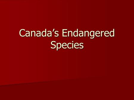 Canada’s Endangered Species. Canada’s endangered species There are more than 256 species of plants and animals at various degrees of risk and 13 species.