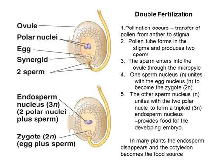 Double Fertilization 1.Pollination occurs – transfer of pollen from anther to stigma 2. Pollen tube forms in the stigma and produces two sperm 3. The sperm.