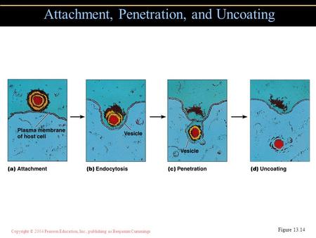 Copyright © 2004 Pearson Education, Inc., publishing as Benjamin Cummings Attachment, Penetration, and Uncoating Figure 13.14.