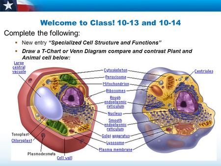 Welcome to Class! 10-13 and 10-14 Complete the following:  New entry “Specialized Cell Structure and Functions”  Draw a T-Chart or Venn Diagram compare.