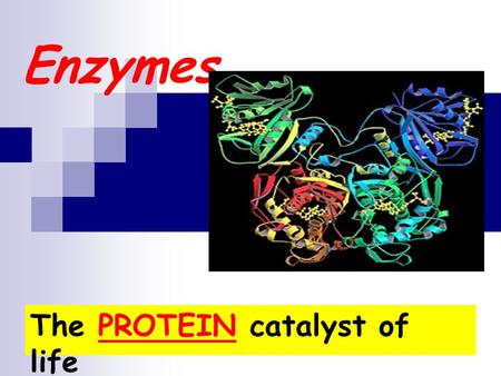 Enzymes The PROTEIN catalyst of life. Enzymes…. are protein substances that are necessary for: 1. The chemical reactions that occur in your body. Ex.