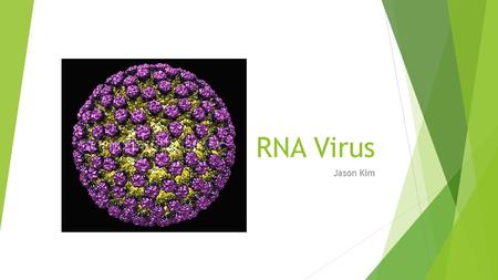 RNA Virus Jason Kim. RNA Virus  Has RNA as genetic material  Generally single-stranded, but also can be double-stranded  Can cause:  Influenza  Rabies.