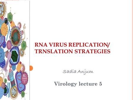 RNA VIRUS REPLICATION/ TRNSLATION STRATEGIES Sadia Anjum Virology lecture 5 1.