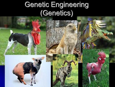 Genetic Engineering (Genetics) Genetic Engineers use scientific methods to research genes found in the cells of plants and animals to develop better products.