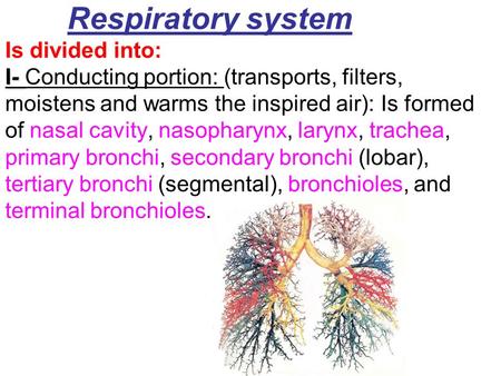 I- Respiratory system Is divided into: I- Conducting portion: (transports, filters, moistens and warms the inspired air): Is formed of nasal cavity, nasopharynx,