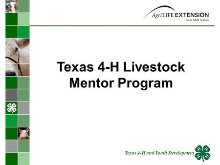 Texas 4-H Livestock Mentor Program Texas 4-H and Youth Development.