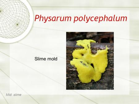 Physarum polycephalum Slime mold Mid: slime. Many-headed (polycephalum) slime mold Mid: slime.