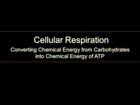 Cellular Respiration Converting Chemical Energy from Carbohydrates into Chemical Energy of ATP.