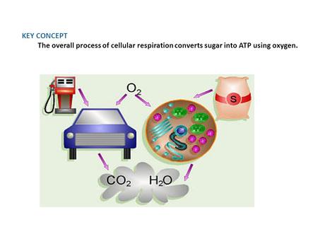 KEY CONCEPT The overall process of cellular respiration converts sugar into ATP using oxygen.