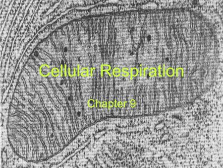 Cellular Respiration Chapter 9.