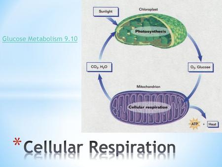 Glucose Metabolism 9.10. 1. The point is to make ATP 2. Moving H-atoms…..moves energy from one molecule to another 3. Oxidation/ReductionOIL RIG *Coupled.