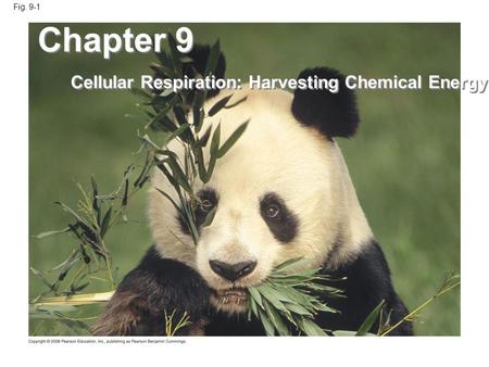 Fig. 9-1 Chapter 9 Cellular Respiration: Harvesting Chemical Energy.