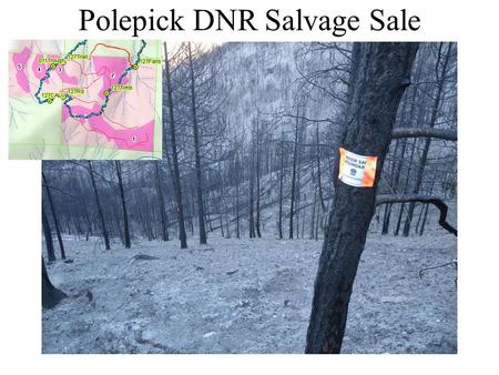 Polepick DNR Salvage Sale. Polepick debris flows and flooding Waypoint 120.