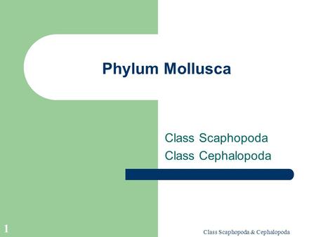 Class Scaphopoda & Cephalopoda 1 Phylum Mollusca Class Scaphopoda Class Cephalopoda.