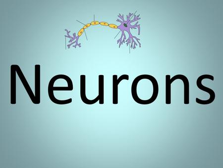 Neurons.