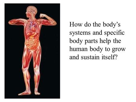 How do the body’s systems and specific body parts help the human body to grow and sustain itself?