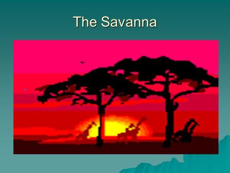 The Savanna. Average Rainfall TTTThe average rainfall is 20-47 inches a year.