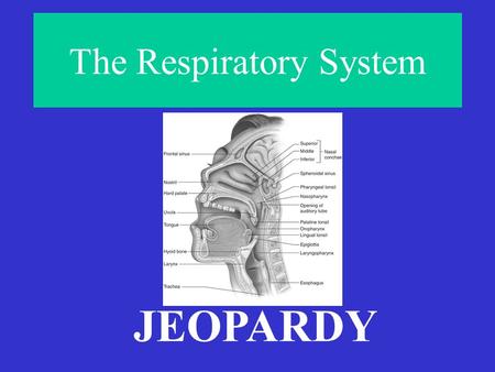 The Respiratory System JEOPARDY AirheadExtraordinairyBreathtakingOut of Breath ♫ Take My Breath Away♪ Final Jeopardy! #1 #2 #3Final Jeopardy! #1 #2 #3.