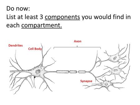 Dendrites Cell Body Axon Synapse Do now: List at least 3 components you would find in each compartment.