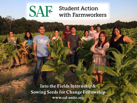 Into the Fields Internship & Sowing Seeds for Change Fellowship www.saf-unite.org.