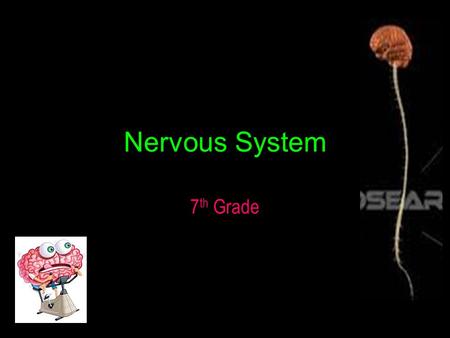 Nervous System 7 th Grade. What does your body do in the following situations? Touch a hot stove? Get bit by a dog? Chased by a dinosaur?