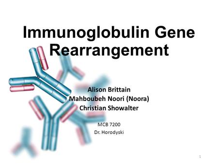 Immunoglobulin Gene Rearrangement