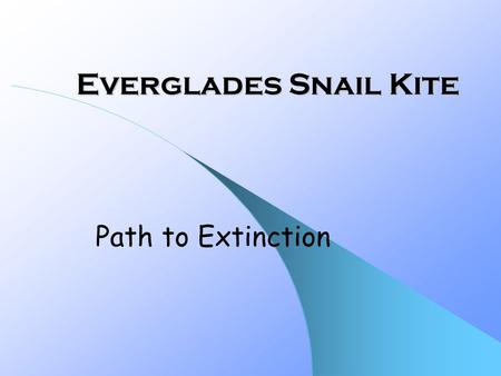 Everglades Snail Kite Path to Extinction. Description of Snail Kites Photo courtesy of Dr. Wiley Kitchens  45 inch wingspan  14-16 inches long  Weighs.